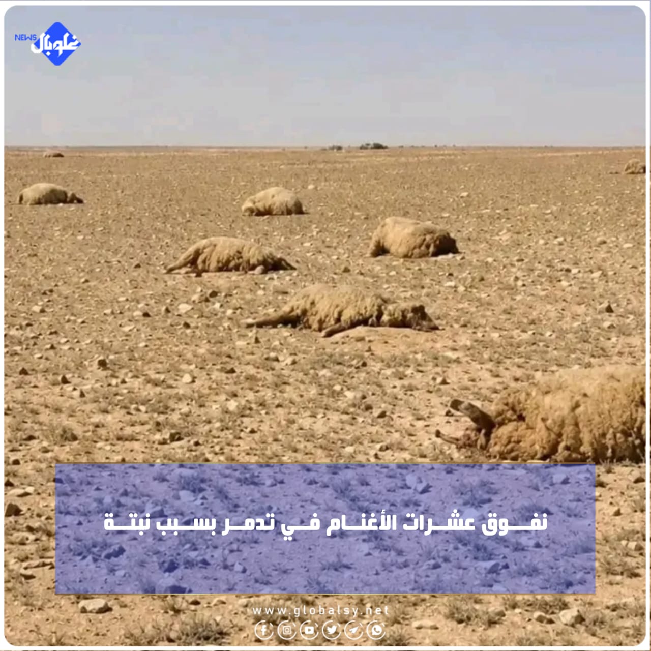 نفـــوق عشــرات الأغنــام فــي تدمــر بســبب نبتــة