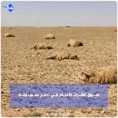 نفـــوق عشــرات الأغنــام فــي تدمــر بســبب نبتــة