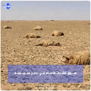 نفـــوق عشــرات الأغنــام فــي تدمــر بســبب نبتــة