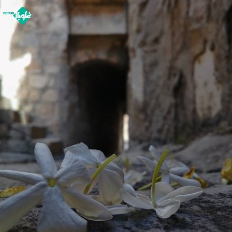 الياسمين الدمشقي في حلب القديمة