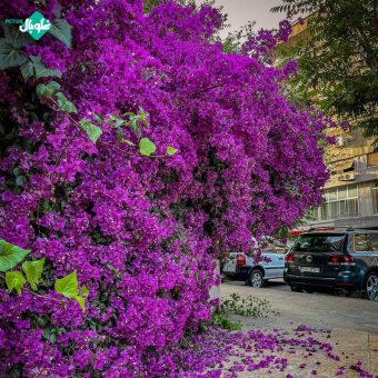 شوارع المالكي – دمشق