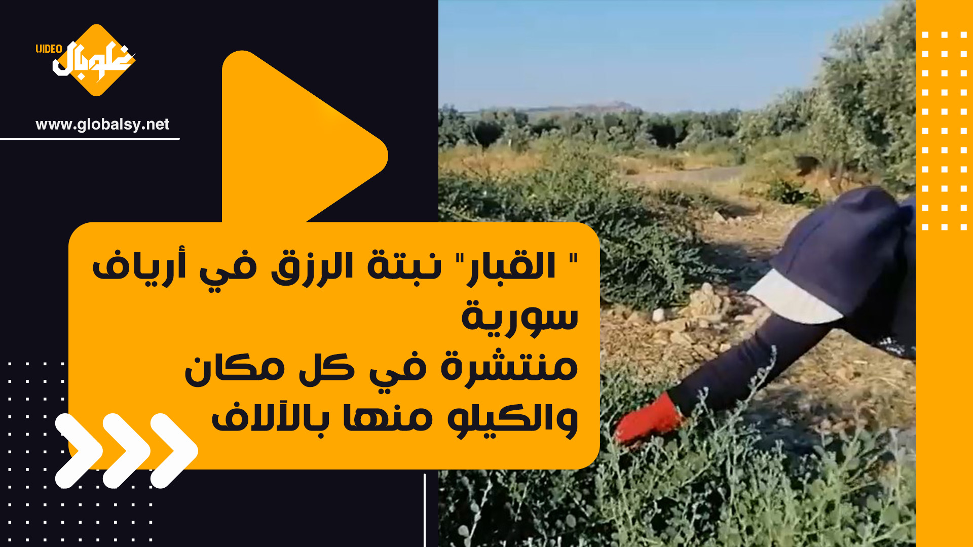 ” القبار” نبتة الرزق في أرياف سورية… منتشرة في كل مكان والكيلو منها بالآلاف