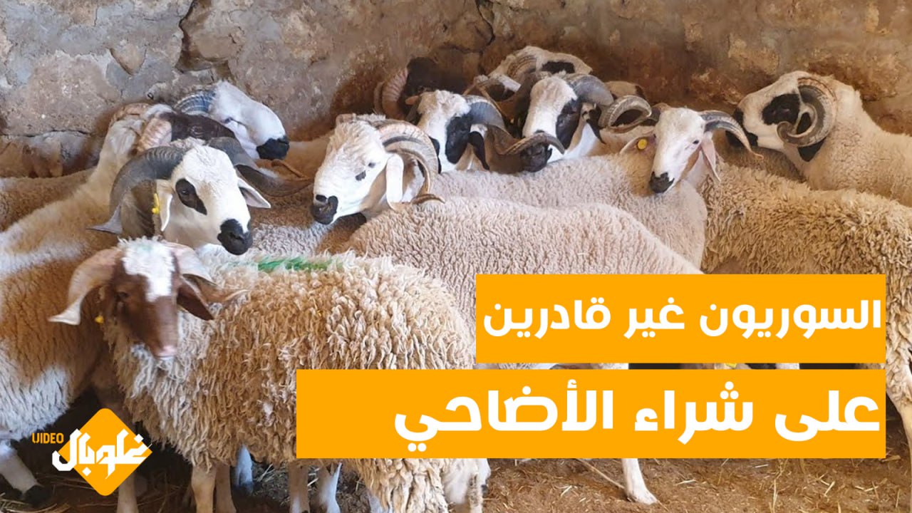 السوريون غير قادرين على شراء الأضاحي خلال العيد.. كم بلغ ثمنها؟